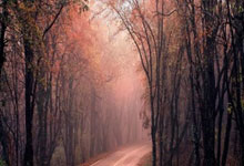 鲸鱼体育官网:收获四连胜!亚冬会男子冰壶循环赛中国队战胜泰国队央视体育.